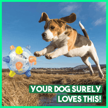 Load image into Gallery viewer, Dotmalls™ Pet Ball  Endless Entertainment for Your Furry Friend!
